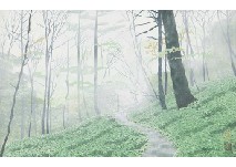 Yukio Yasui : Foggy Forest