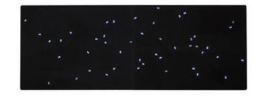 Tatsuo Miyajima : Time in Blue No. 28