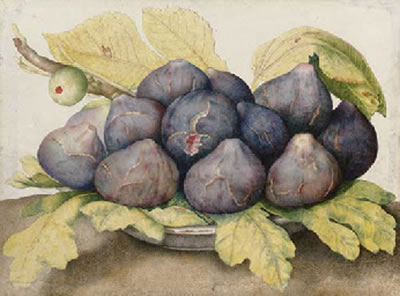 Giovanna Garzoni : A plate of figs