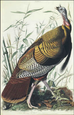 John James Laforest Audubon