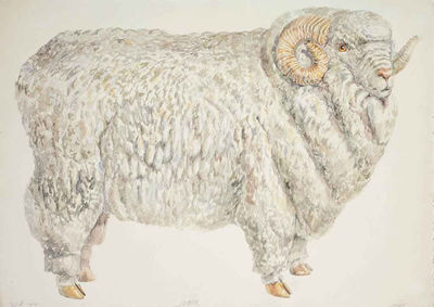 Don Nice : Ram (P.K. Study)