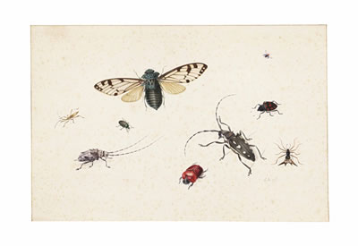 Johannes Bronckhorst : Studies of insects