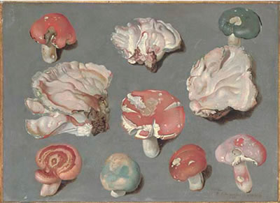 Philipp Ferdinand De Hamilton : Studies of fungi