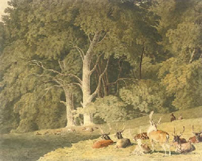 Robert Hills : A herd of deer resting in a glade