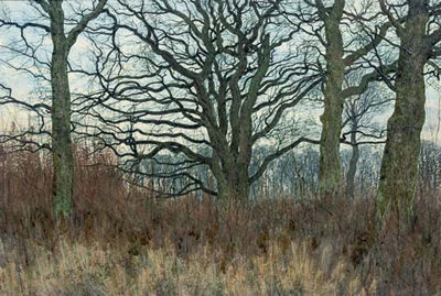 Garden William Fraser : A Wood in Winter