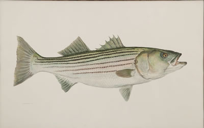 Flick Ford : Striped Bass-Together with two color prints after the painting