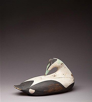 Augustus Aaron Wilson : Preening Eider Drake