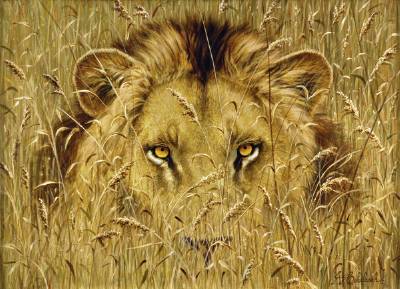 Guy Coheleach : Lion Eyes