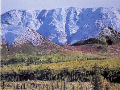 Kesler Woodward : August Snow, Denali Park