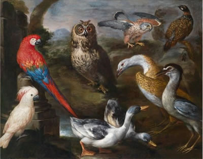 Bartolomeo Bimbi : Exotic birds from the aviaries of Grand Duke Cosimo III of Tuscany: ducks, an owl, a falcon, and two parrots in a vast landscape