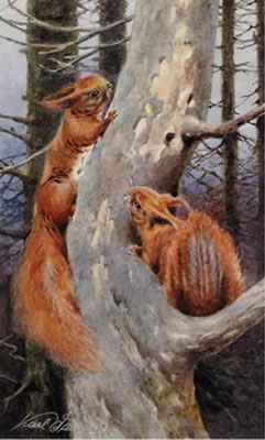 Karl Schnorpfeil : Foxes, Ulm ?, squirrel, three pieces