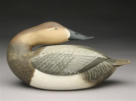 Corbin Reed : Sleeping canvasback hen