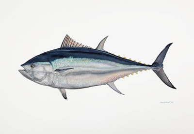 Flick Ford : World Record Blue Fin Tuna, 2007