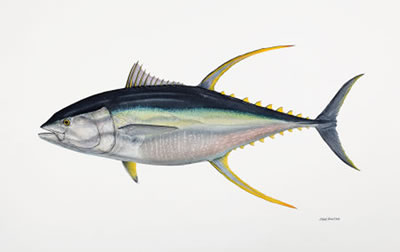 Flick Ford : World Record Yellow Fin Tuna, 2008