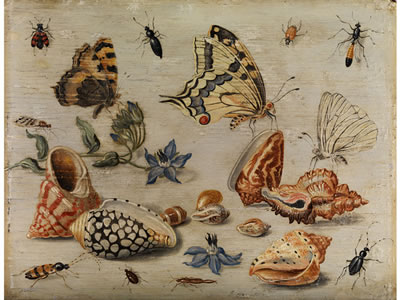 Jan van Kessel II : MUSCHELN, SCHMETTERLINGE, BLUMEN UND INSEKTEN AUF WEISSEM GRUND