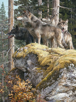 Carl Brenders : Lookout Tower - Timberwolves, 2009