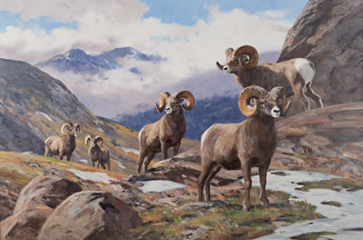 Ken Carlson : Untitled (Bighorn)