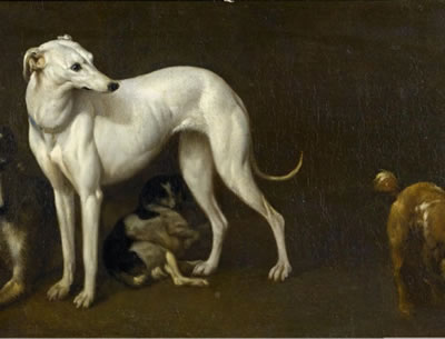 Johan le Ducq : Greyhound