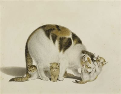 Gottfried Mind : Mother cat with three young.