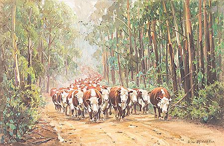 Max Middleton : Bringing The Cattle From The High Country (East Gippsland)