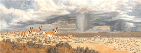 Tom Beecham : Pronghorn