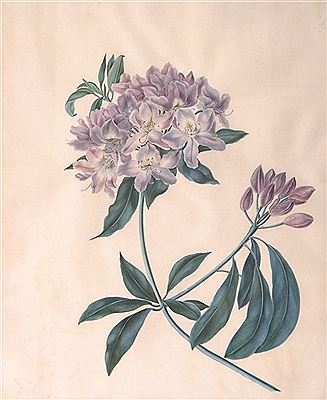 Margaret Meen : Rhododendron