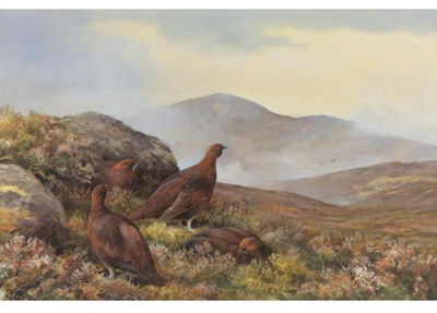 Neil Cox : GROUSE IN A MOORLAND LANDSCAPE