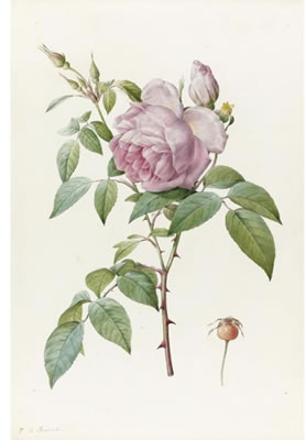 Pierre Joseph Redoute : ROSA INDICA FRAGRANS