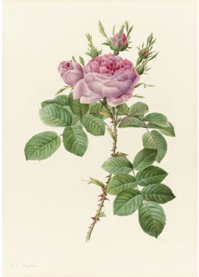 Pierre Joseph Redoute : ROSA BIFERA OFFICINALIS