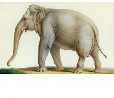 Nicolas Huet the Younger : AN INDIAN ELEPHANT