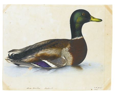 Reverend Christopher Atkinson : PORTRAIT OF A MALLARD; TOGETHER WITH A PORTRAIT OF A QUAIL