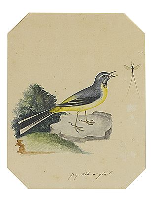 Reverend Christopher Atkinson : A GREY WATER WAGTAIL; A REDSTART (a pair)