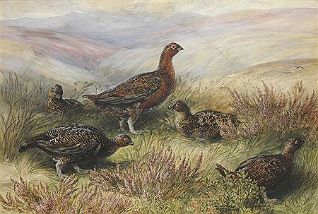 George Anderson Short : ``Birds of the Moorland`` - Grouse in heather