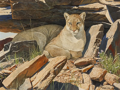 Nicholas Wilson : Mountain Lion