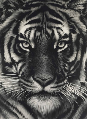 Robert Longo : Untitled (Last Tiger)