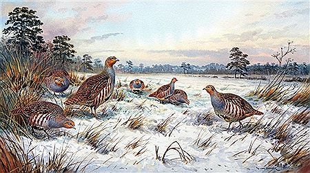 Carl Martin Donner : A Covey of Partridges in Winter