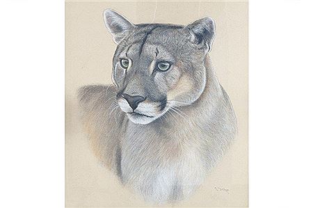 Lew Helyes : Cougar