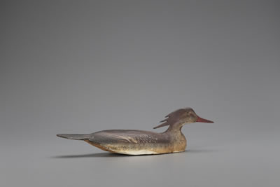 Lloyd J Tyler : Swimming Merganser