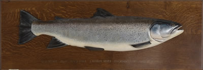 Stephen R Smith : Sea Trout Model