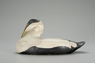 Augustus Aaron Wilson : The Gilley-Wilson Eider